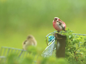 Koshimizu Hana Kotori Youth Hostel