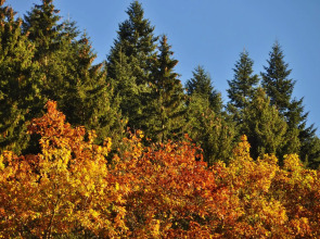 Flair Hotel Waldfrieden