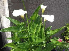 Rosehill Guest House