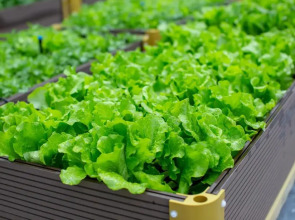 The Fullerton Ocean Park Hotel Hong Kong