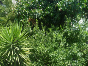 Mamouzelos Hotel Apartments