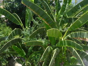 Mamouzelos Hotel Apartments