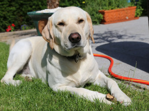 Villa Thea Kurhotel am Rosengarten