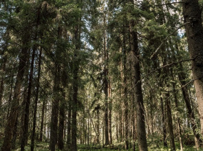 Вили Улей Карелия