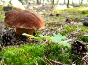 Rusticae Hostería Camino