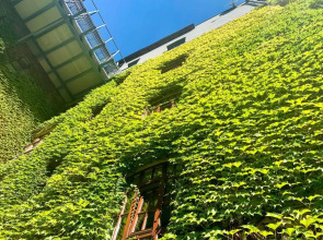 Hornigold w Zielonej Kamienicy