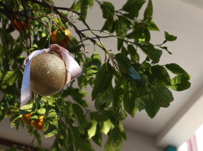 Delight Deluxe Aparts