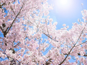 Akihabara BAY HOTEL - Caters to Women