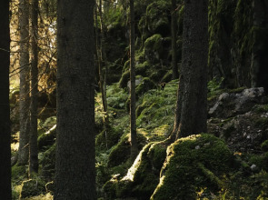 Вили Улей Карелия