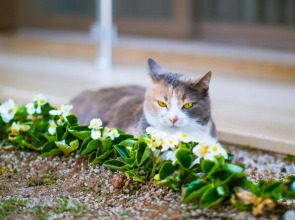 Отель Sonne - Adults Only