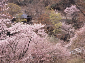 Отель Takaragawa Onsen Osenkaku