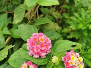 Yihai blue sky apartment (Lingshui Coral Sea store)