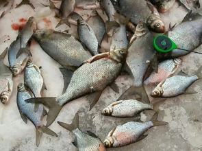 Апартаменты Отдых на Селигере турбаза Чайка