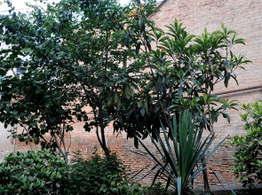 Апартаменты Old Vera