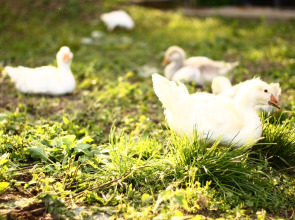 Гостевой Дом Агроусадьба NaraEcoHills