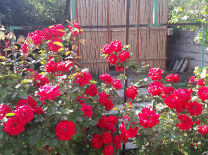 Мини-отель Ani