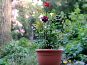 Апартаменты Old Vera