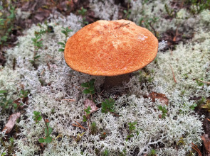 Отель Сегежа