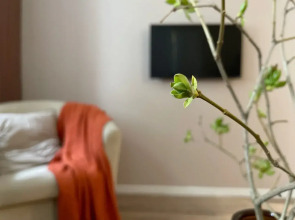 Квартира в историческом центре Великого Новгорода