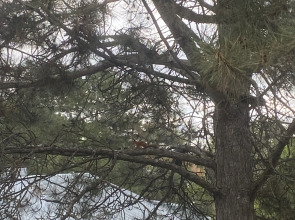 Квартира Комфорт