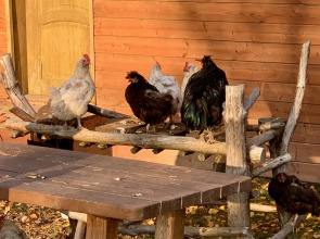 База отдыха Эко Хутор Рай Сяля