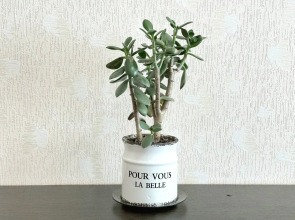 Квартира Двухкомнатная с балконом на Притомском напротив ЛДК