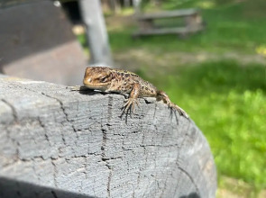 Гостевой дом Окулова Заимка