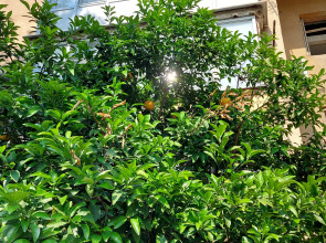 Квартира Двухкомнатная в Центре Гагры