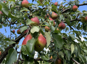 Гостевой Дом с Бассейном