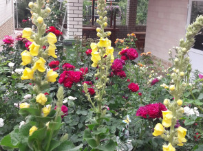 Гостевой Дом Елена