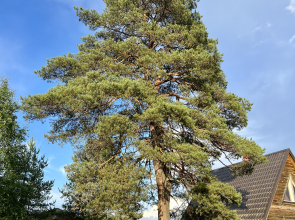 Гостевой дом Ладога Рядом