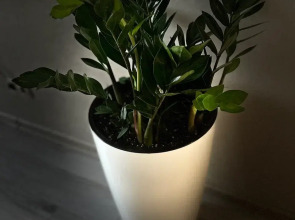 Апартаменты Оранжевый Зонтик