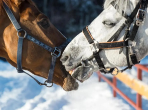 Отель Загородный клуб