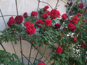 Гостевой Дом Елена