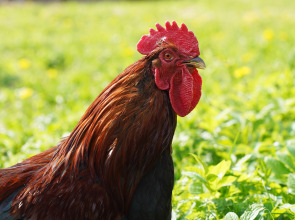 Дом Уютный в стиле Прованс