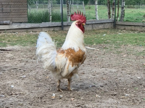 База отдыха ZAгород