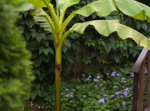 Гостевой дом Лимонад