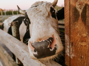 База отдыха Агротуристический комплекс Эль Ранчо