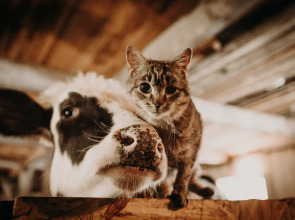 База отдыха Агротуристический комплекс Эль Ранчо