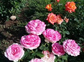 Мини-Отель Добрый Бобр