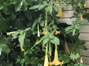 Гостевой дом Морская сказка