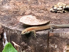 Изба Пасечника Пятиместная Хутор Медовый