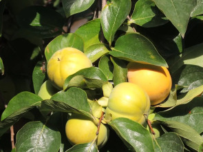 Мини-отель Marco Club