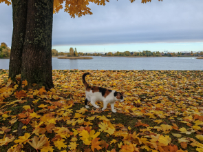 Апартаменты Отдых на Селигере турбаза Чайка
