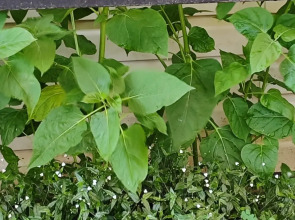 Гостевой дом Морская сказка