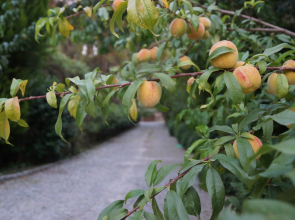 Бутик-отель Padok Premium Hotel & Stables