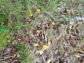 Частный дом Хитрый Лис 1