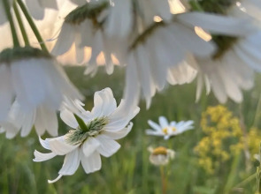 Частный дом Дизайнерский Барнхаус