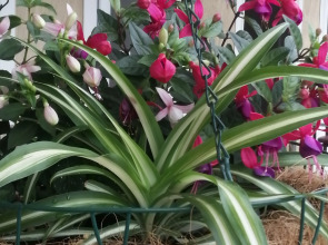 Гостевой дом Елена