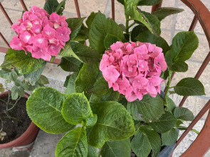 Мини-отель Styopa Hotel